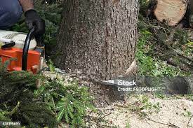 Trusted Tarrytown, NY Tree Services Experts